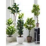 Brayden Studio® Fiddle Leaf Fig Tree in Pot Silk/Plastic | 48 H x 24 W x 21 D in | Wayfair 57D5AA8085D2458A8287D3D54557F649