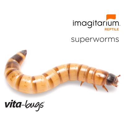 Vita-Bugs Large Superworms, Count of 500, 500 CT