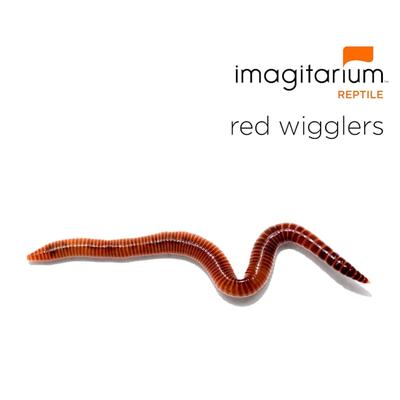 Red Wigglers (Alloloborpha caliginosa), Count of 45