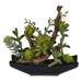 Vickerman 609477 - 8" Green Mixed Succulent in Ceramic Pot (FE192308) Home Office Succulents