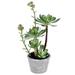 Vickerman 609446 - 13.5" Green Potted Succulent (FE192013) Home Office Succulents