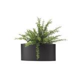 Orren Ellis Spray Rosemary Plant in Planter Plastic/Metal | 15.5 H x 18 W x 18 D in | Wayfair BFC45EF24AC74430A7092F5575EE5B4B