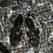 Coach Shoes | Coach Harriet Sandals | Color: Black/Gray | Size: 6