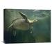 East Urban Home 'Green Sea Turtle & Fish, Sabah, Malaysia' Photographic Print on Wrapped Canvas in Gray/Green | 18 H x 24 W x 1.5 D in | Wayfair