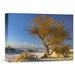 East Urban Home 'Fremont Cottonwood Tree Single Tree in Desert, White Sands National Monument | 12 H x 16 W x 1.5 D in | Wayfair