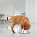 Iconic Pet Anti Ant Non-Skid Pet Bowl Metal/Stainless Steel (easy to clean) in Gray | 1.5 H x 5.5 W x 5.5 D in | Wayfair 51433