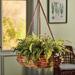 Dakota Fields Bryttnie Rattan Hanging Planter Rattan | 24 H x 24 W x 7 D in | Wayfair FE5BC5ED7EE14D66AFA4F543BE41D7E8