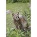 Hi-Line Gift Ltd. Sitting Bengal Cat Statue in Brown | 14 H x 7.68 W x 11.81 D in | Wayfair 87674