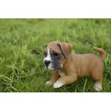 Hi-Line Gift Ltd. Boxer Puppy Playing Statue in Brown | 2 H x 7.68 W x 4.72 D in | Wayfair 87703-D