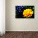 Ebern Designs Yellow Double Headed Tulip by Kurt Shaffer - Wrapped Canvas Photograph Print Metal | 22 H x 32 W x 2 D in | Wayfair