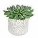 Brayden Studio® Artificial Succulent in Pot Silk/Plastic/Stone in Gray | 6 H x 6 W x 6 D in | Wayfair 593BD7E3FE664B0681F0DC7F51E43986