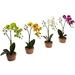 Charlton Home® Phalaenopsis Orchids Floral Arrangement in Clay Pot Polyester/Faux Silk/Plastic/Fabric | 13 H x 7 W x 6.5 D in | Wayfair