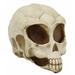 The Holiday Aisle® Kuhlmann Roswell UFO Alien Honeycomb Elongated Skull Figurine Resin in Brown | 6 H x 8.25 W x 5.75 D in | Wayfair