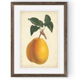 August Grove® 'Antique Pear Botanical II' by Paul Cezanne - Picture Frame Painting Print Paper in Green/Orange | 22 H x 16 W x 1 D in | Wayfair