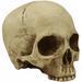 The Holiday Aisle® Homo Sapiens Half Skull Resin | 5.25 H x 7 W x 4.5 D in | Wayfair 81F6E583EED240FC98E429CD7BA9BDC2