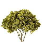 Loon Peak® Natural Botanicals 15" Hydrangea w/ Multiple Branch Segments, Preserved in Green | 15 H x 4 W x 6 D in | Wayfair