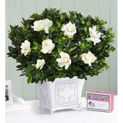 1-800-Flowers Everyday Gift Delivery Grand Gardenia For Sympathy Large W/ Seeds | Happiness Delivered To Their Door