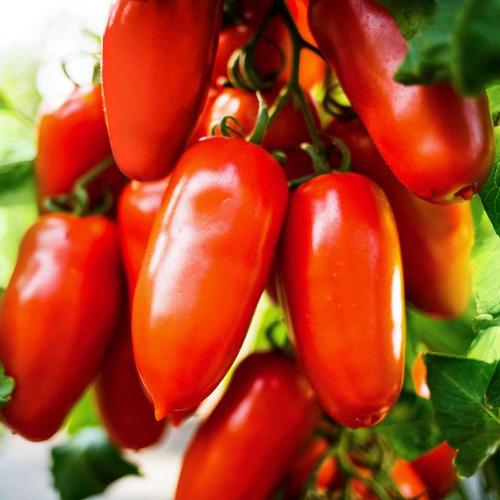 Tomatenpflanze San Marzano Tomate Tuma® Red, veredelt, im ca. 12 cm-Topf