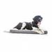 Tucker Murphy Pet™ Costello Shredded Pet Mat Memory Foam/Suede in Brown | 3 H x 22 W x 16 D in | Wayfair BRSSKP30SD