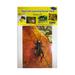 Stages Learning Materials Real Photo Insects Poster Set - Multi