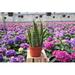 Thorsen's Greenhouse Live Laurentii Snake Plant | 14 H x 4.5 D in | Wayfair 6 Snake Laurentii