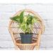 Thorsen's Greenhouse Live Marble Queen Pothos Plant | 6 H x 4.5 D in | Wayfair 4 Marble Queen Pothos