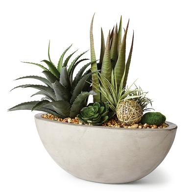 Agava, Aloe And Echeveria in Cement Bowl - Frontga...