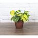 Thorsen's Greenhouse Live Brazil Philodendron Plant in Classic Pot, Copper | 6 H x 6 D in | Wayfair 4 Brazil Philodendron-Core-Copper