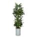 Primrue 72" Artificial Palm Tree in Planter Polyester/Plastic/Metal | 90 H x 36 W x 36 D in | Wayfair 37A449CB5FEB4C20867771B30A0B721F