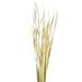 Vickerman 653289 - 36-40" Natural Rush Grass 7 Oz (H2RUS000) Dried and Preserved Grass