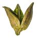 Vickerman 656327 - 3-4" Basil Sora Pods 25Pk (H2SORB100-1) Dried and Preserved Pods