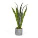 T&C Floral Company Snake Plant in Pot | 24 H x 7 W x 7 D in | Wayfair F2057GG