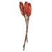 Vickerman 649763 - 8-12" Nat. Red Repens on Nat Stem 180/Cs (H1REP475) Dried and Preserved Flowering Plants