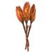 Vickerman 649794 - 8-12" Nectarine Repens Nat Stem 180/Cs (H1REP775) Dried and Preserved Flowering Plants