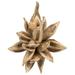 Vickerman 651506 - 6" Bleached Star Pod (H2STA999) Dried and Preserved Pods