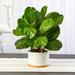 Primrue Artificial Fiddle Leaf Fig Tree in Planter Silk/Polyester/Ceramic/Plastic | 15 H x 12 W x 12 D in | Wayfair