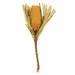 Vickerman 656754 - 12" Yellow Banksia Flower Stem 3/Pk (H1BAJ700-3) Dried and Preserved Flowering Plants