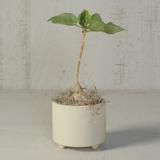 George Oliver Ceramic Pot Planter Ceramic in White | 5 H x 5.75 W in | Wayfair 64D54A9E64704764896549AA99EB4A33