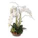 Millwood Pines Brevoort Phalaenopsis Silk Orchid w/ Succulents Floral Arrangement Silk | 25 H x 15 W x 22 D in | Wayfair