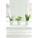 Thorsen's Greenhouse Live Zeylancia Snake Plant in Modern Planter in White | 14 H x 4.5 D in | Wayfair 4 Snake Zeylancia-Modern-White