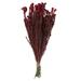 Vickerman 648773 - 16-22" Red Cotton Phylica Bundle (H1COT475) Dried and Preserved Flowering Plants