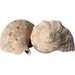 Fluker s Hermit Crab Growth Shells Large (Pack of 2)