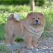 HI-LINE GIFT LTD. STANDING CHOW CHOW