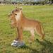 34 Exotic African Lion Cub Wildlife Statue Sculpture