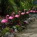 BrylaneHome Flamingo Outdoor Solar Stake Lights Set of 10 Multi Pink- for Garden Lawn Patio Pond Backyard Decor - Multi