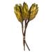 Vickerman 649749 - 8-12" Basil Repens on Nat Stem 180/Cs (H1REP100) Dried and Preserved Flowering Plants