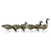 Flambeau Outdoors 8990FBU Storm Front Full Body Canada Standard Full Size Goose Decoys 6 Pack 24.5 pounds