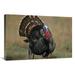 20 x 30 in. Wild Turkey Male North America Art Print - Tim Fitzharris