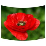 ZKGK Poppy Flowers Tapestry Wall Hanging Wall Decor Art for Living Room Bedroom Dorm Cotton Linen Decoration 80x60 Inches