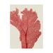 Trademark Fine Art Red Corals 2 e Canvas Art by Fab Funky